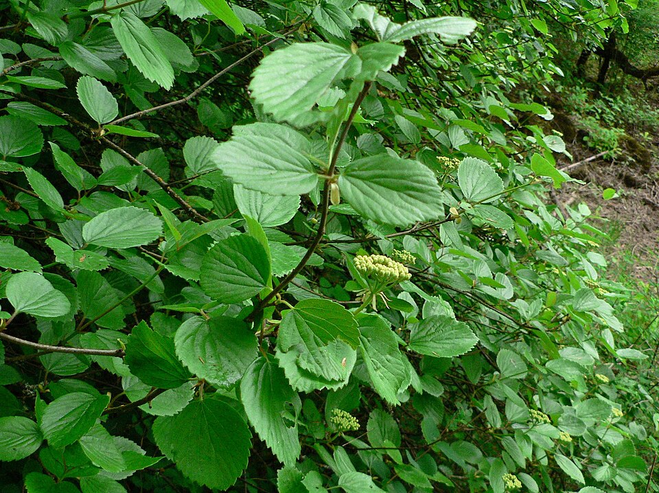 Viburnum ellipticum (Oval-leaf Viburnum) (alternate view 6)