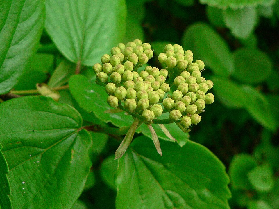 Viburnum ellipticum (Oval-leaf Viburnum) (alternate view 7)