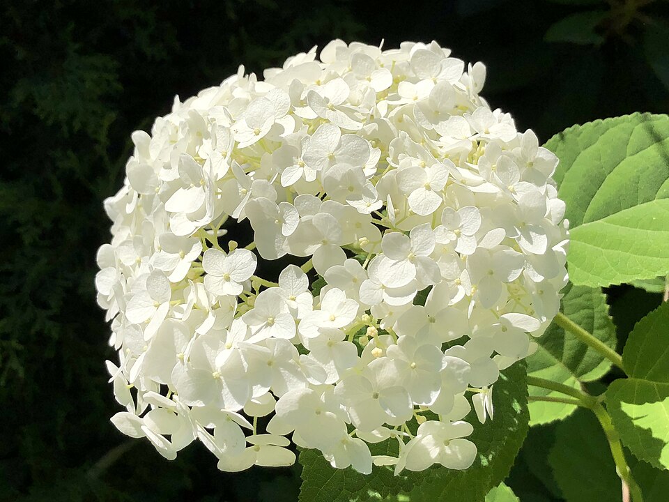 Hydrangea arborescens 'Abetwo' (Incrediball Hydrangea) (alternate view 5)