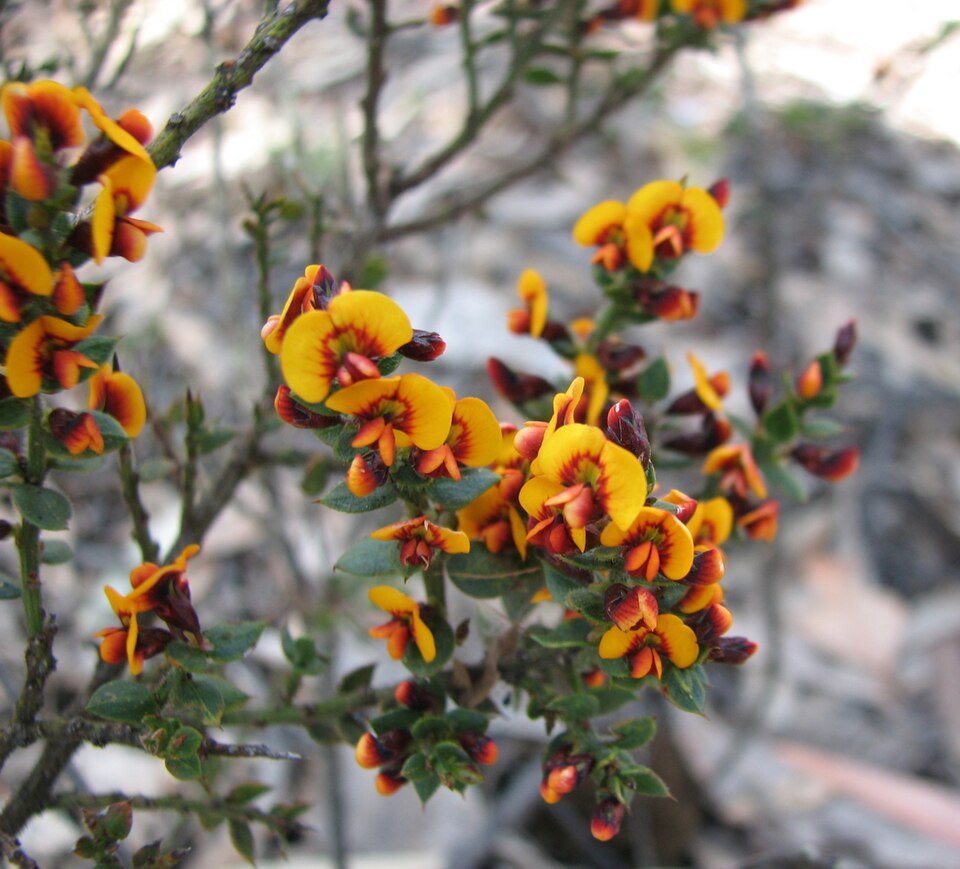 Daviesia ulicifolia (gorse bitter pea)