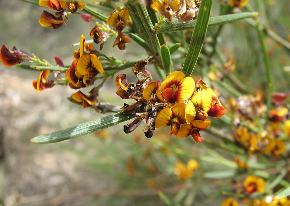 Daviesia leptophylla (narrow-leaf bitter-pea)