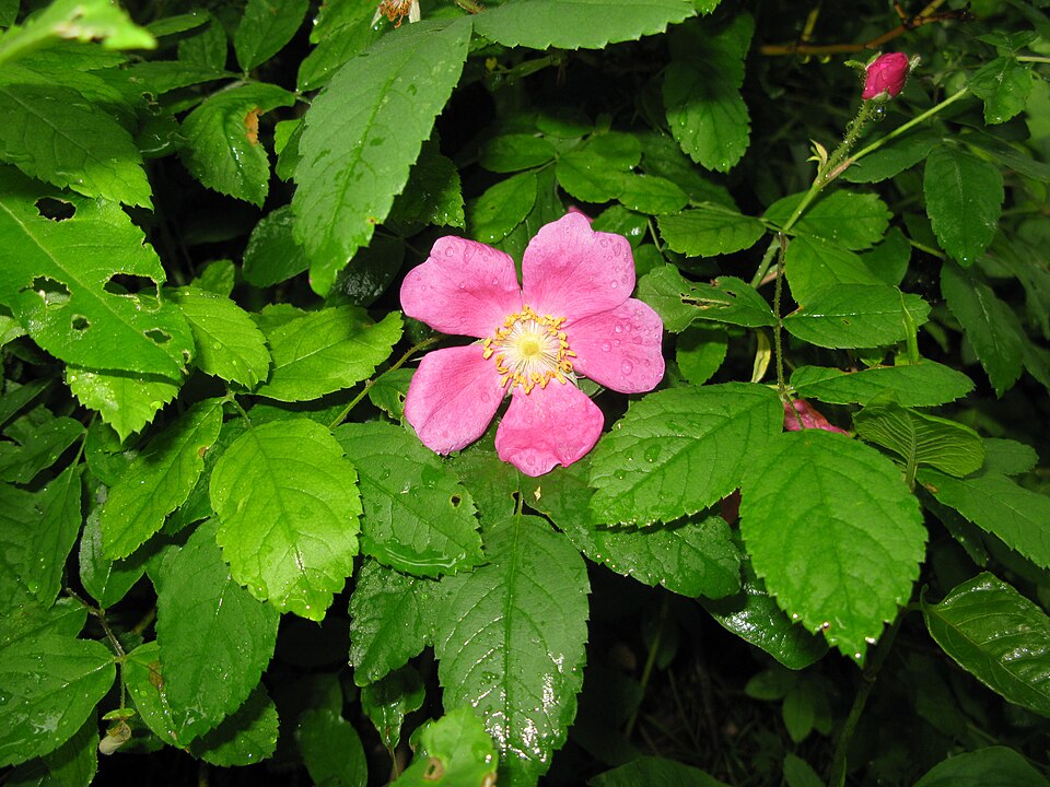 Rosa acicularis (Prickly Wild Rose) (alternate view 5)