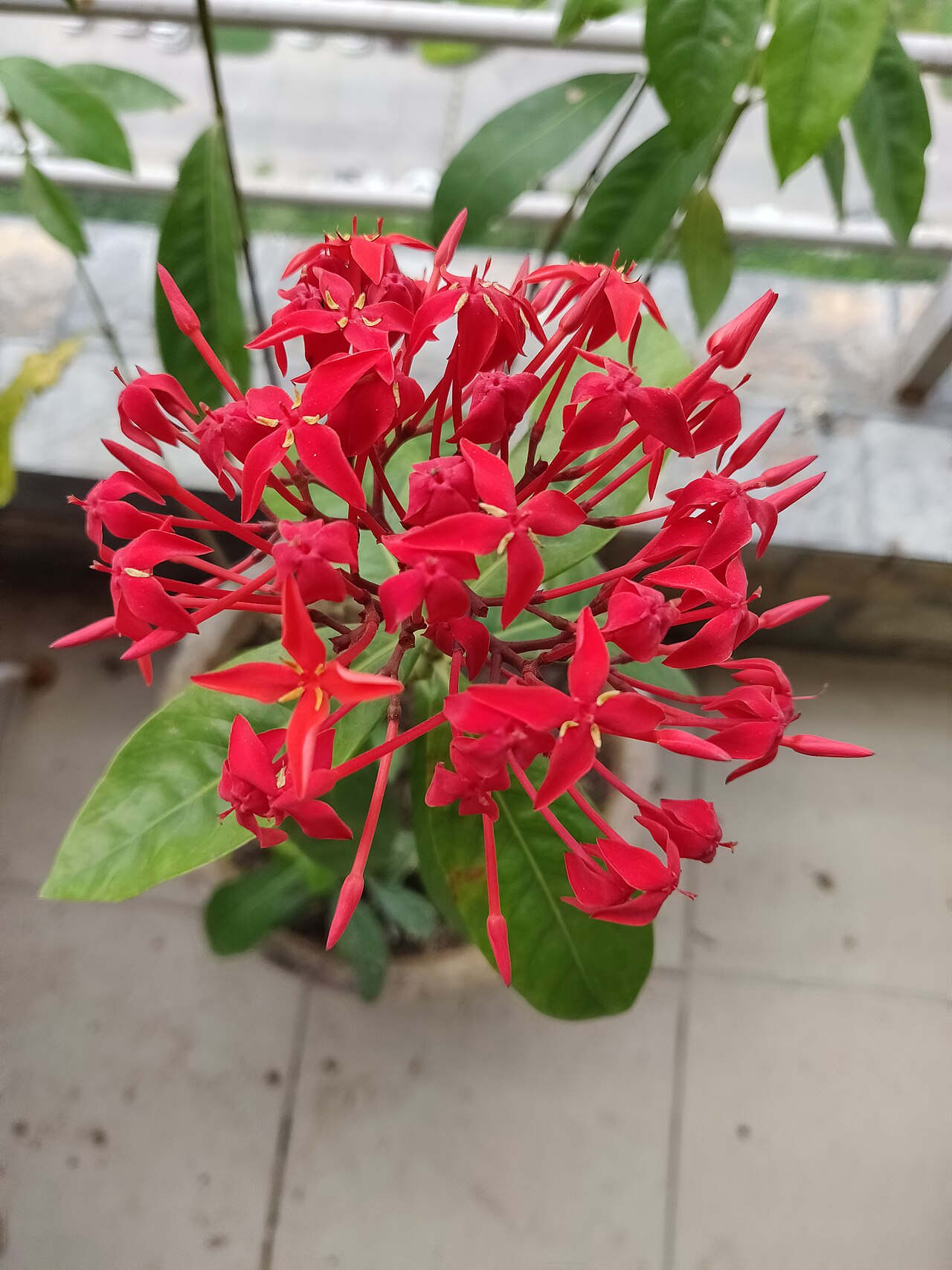 Ixora chinensis, Chinese ixora — upright evergreen (Rubiaceae) (image 8 of 8)