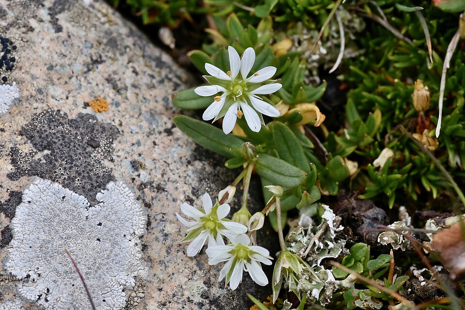 Stellaria (chickweeds) (alternate view 4)