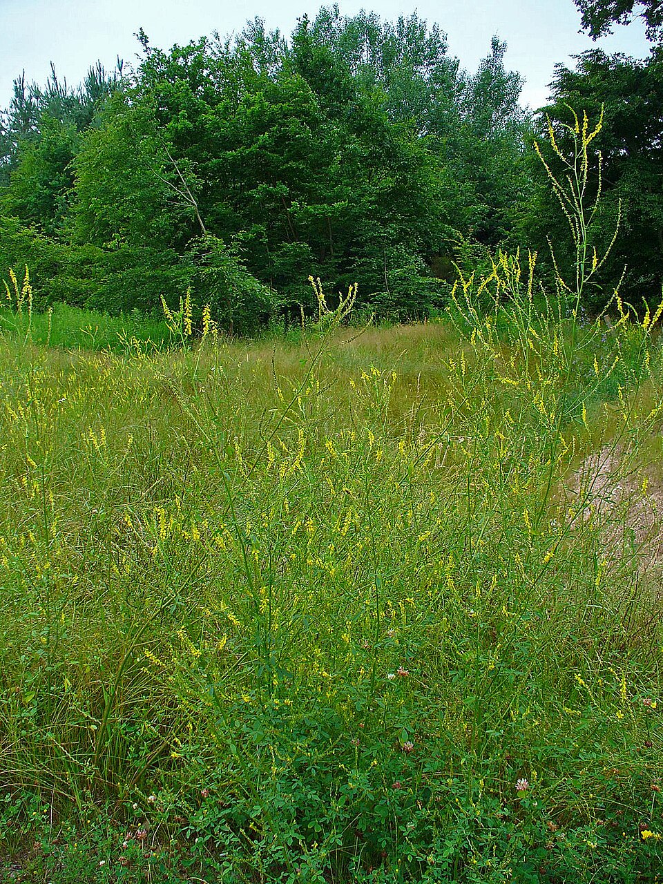 Melilotus officinalis (Yellow Sweetclover)