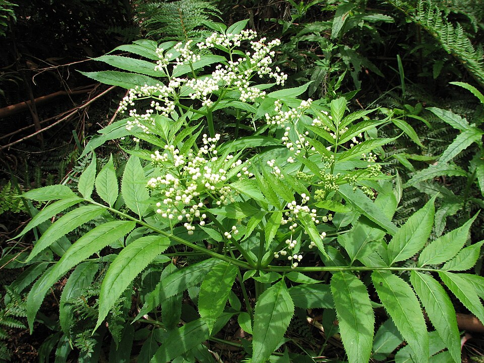 Sambucus gaudichaudiana (White Elderberry) (alternate view 6)