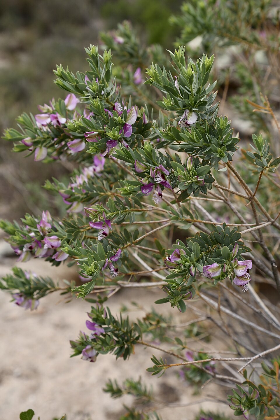 Polygala myrtifolia (Sweet Pea Shrub) (alternate view 8)
