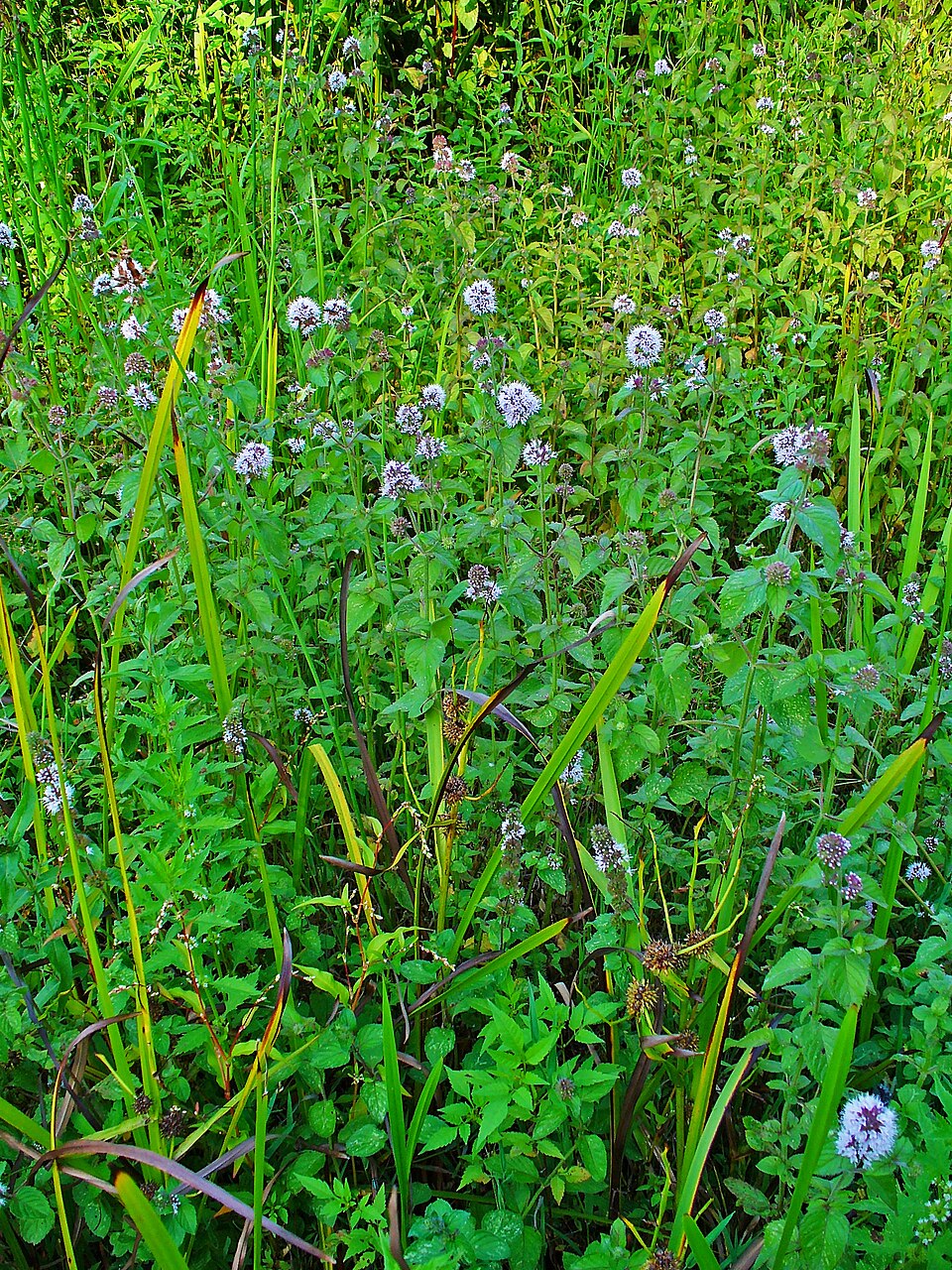 Mentha aquatica (watermint)