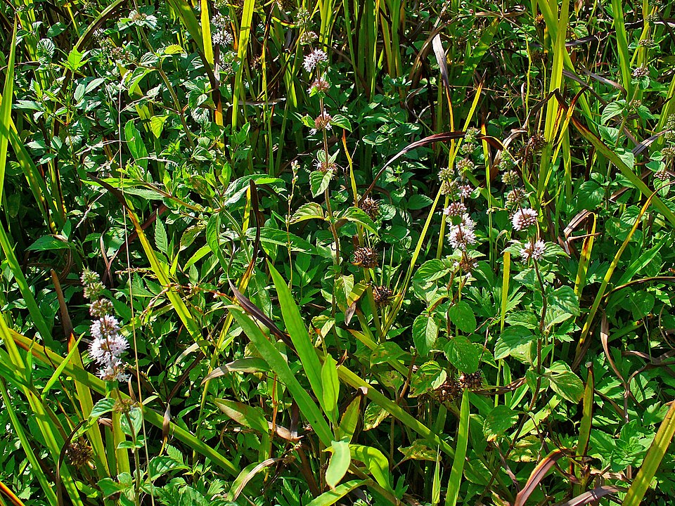 Mentha (mints) (alternate view 4)