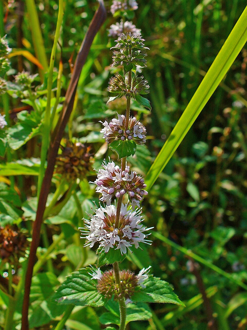 Mentha (mints) (alternate view 5)