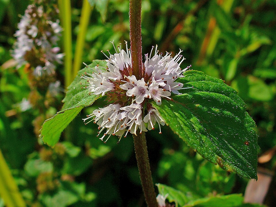 Mentha (mints) (alternate view 6)