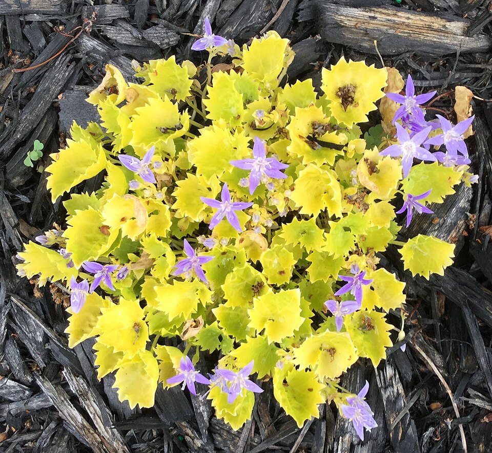 Campanula garganica 'Dickson's Gold' (Dickson's Gold Bellflower) (alternate view 3)