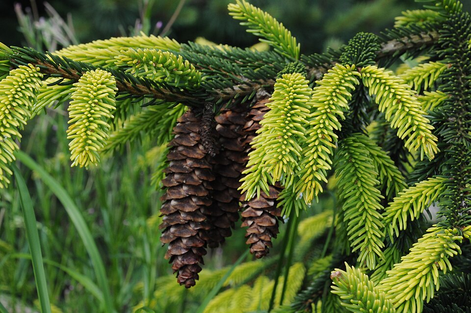 Picea orientalis 'Aureospicata' (Golden Oriental Spruce)