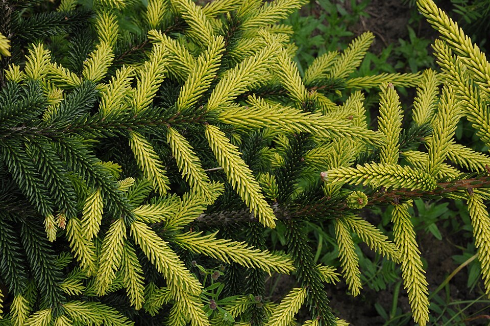 Picea orientalis 'Aureospicata' (Golden Oriental Spruce) (alternate view 2)