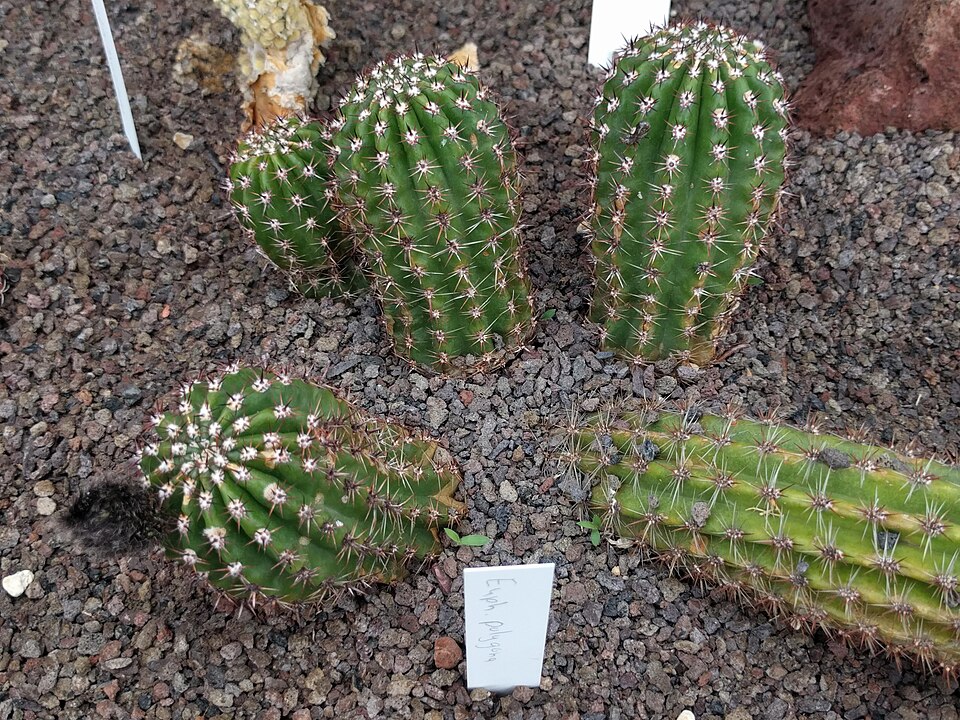 Echinopsis (South American hedgehog cactuses)