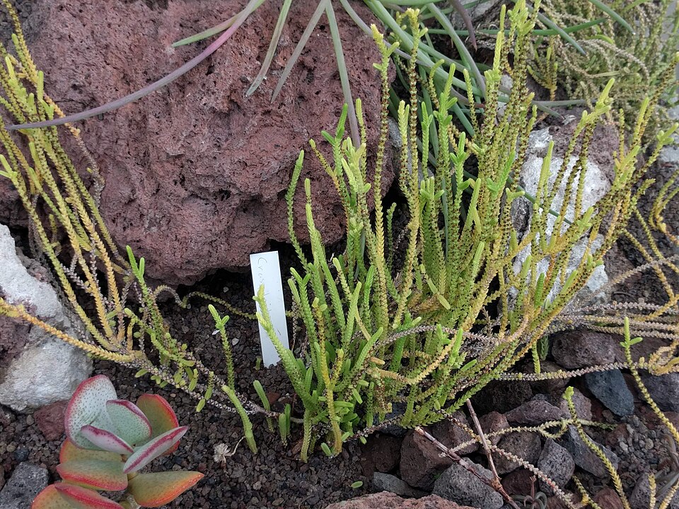 Crassula (Stonecrops) (alternate view 6)