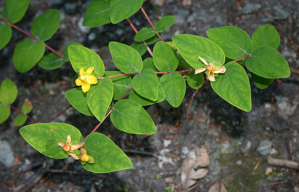 Hypericum androsaemum (Tutsan)