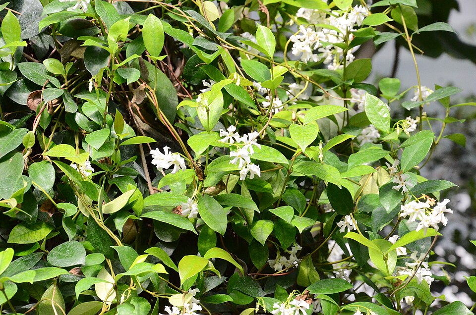 Trachelospermum (alternate view 2)