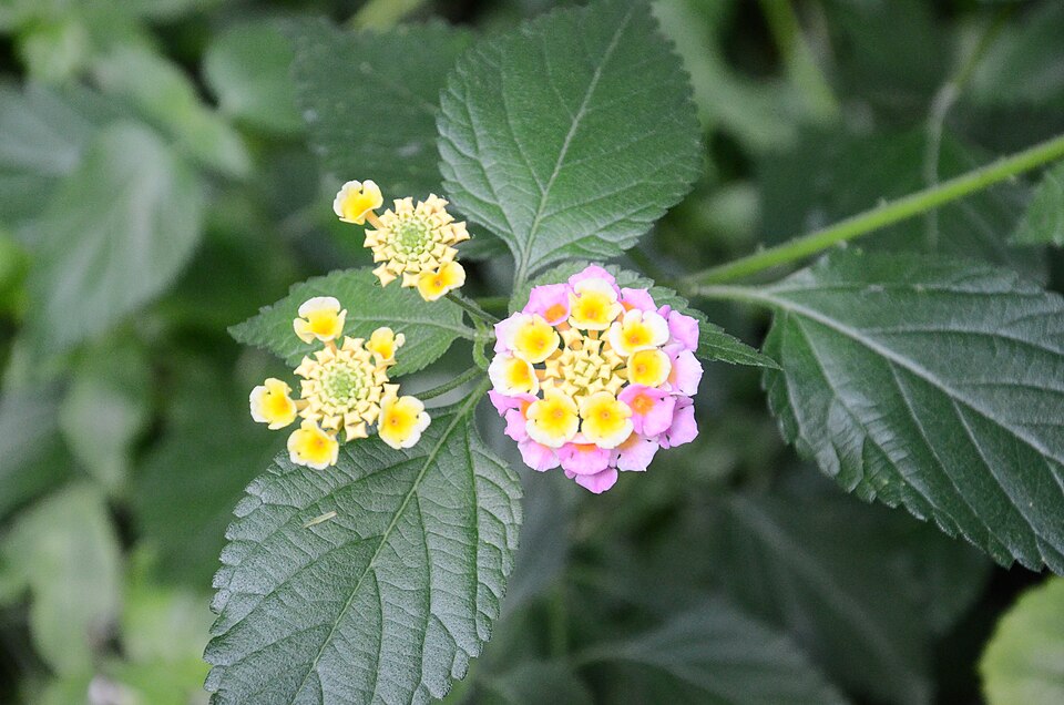 Lantana (Lantanas) (alternate view 4)