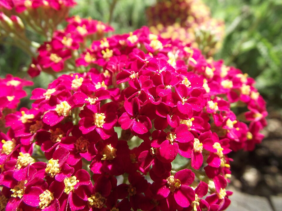 Achillea millefolium 'Paprika' (Paprika Yarrow) (alternate view 2)
