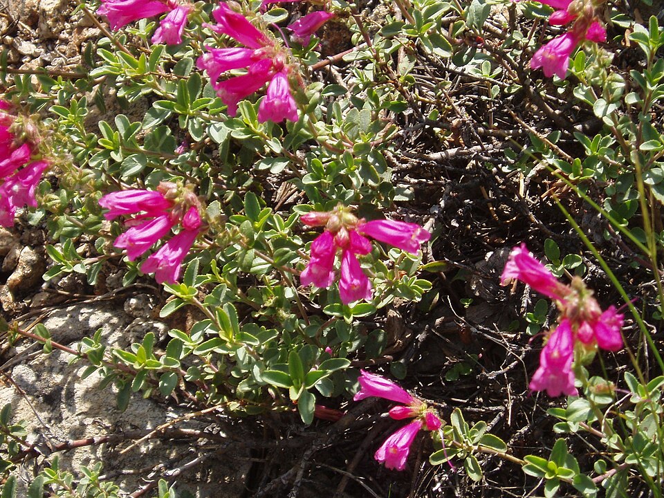 Penstemon newberryi (Mountain Pride) (alternate view 10)