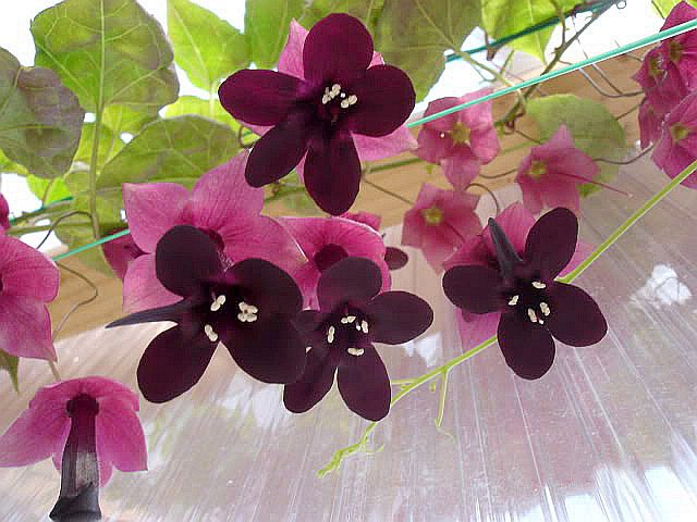 Rhodochiton atrosanguineus (purple bell vine) (alternate view 6)