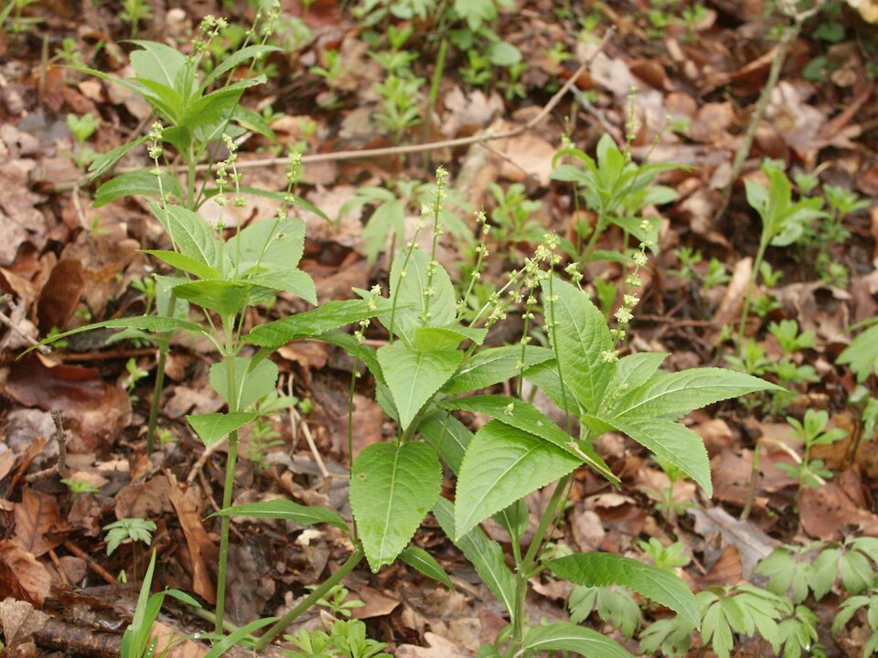 Mercurialis perennis (Dog's Mercury)