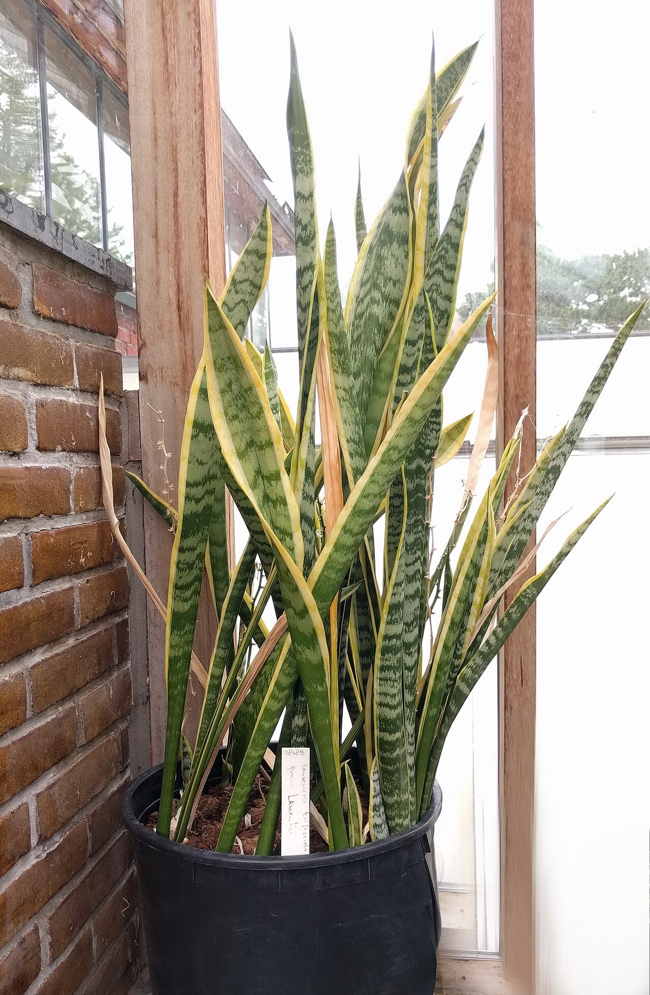 Dracaena trifasciata, Snake plant — clumping evergreen (Asparagaceae) (image 6 of 8)