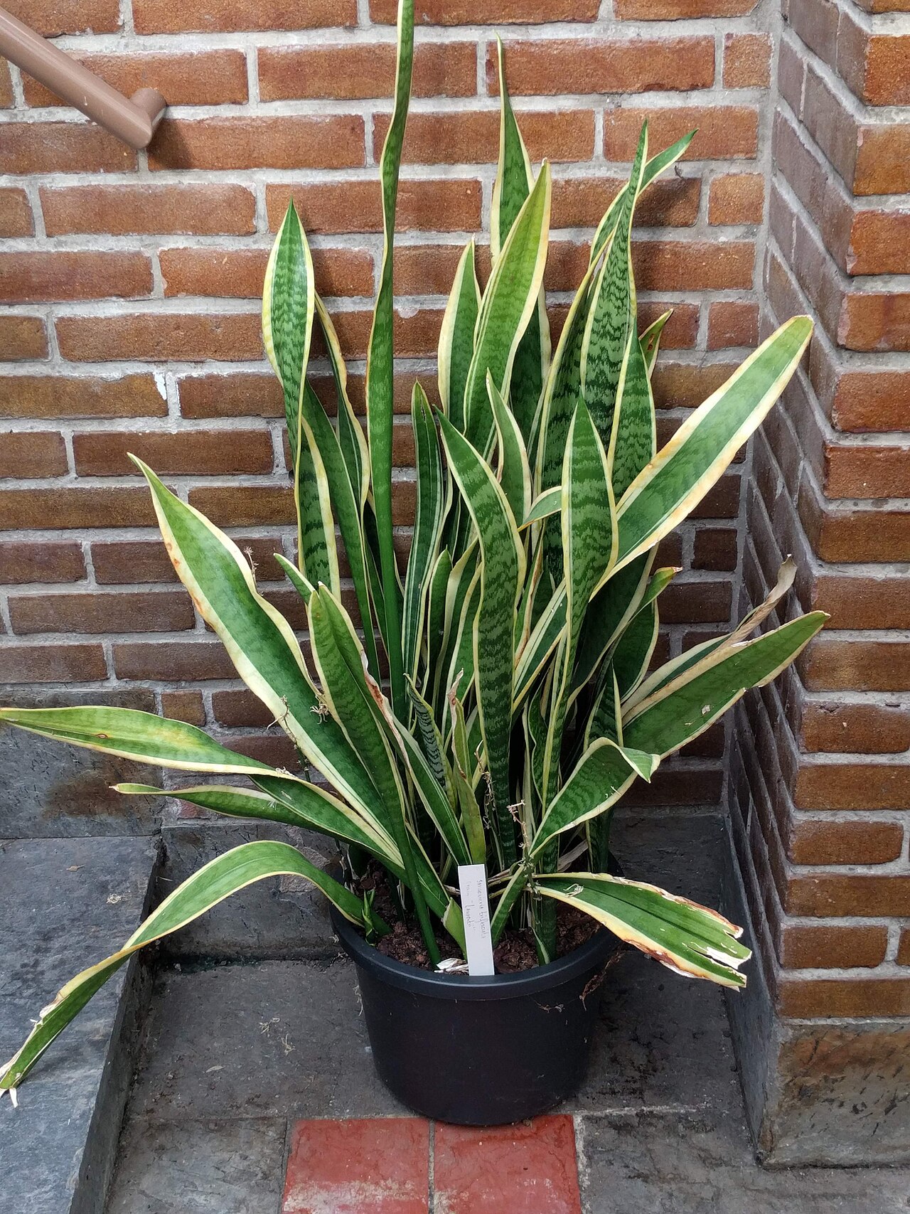 Dracaena trifasciata, Snake plant — clumping evergreen (Asparagaceae) (image 7 of 8)