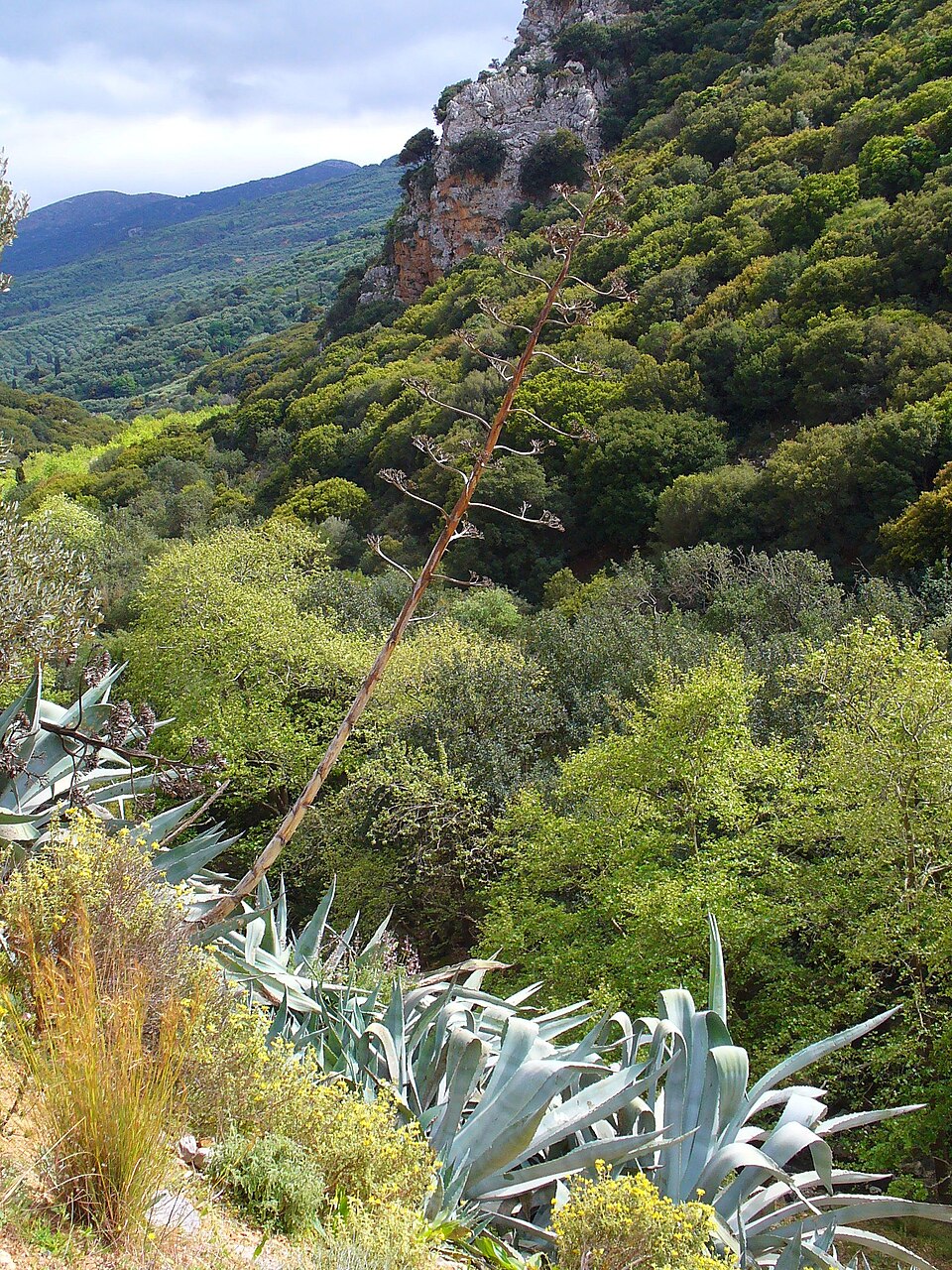 Agave americana (Century Plant) (alternate view 3)