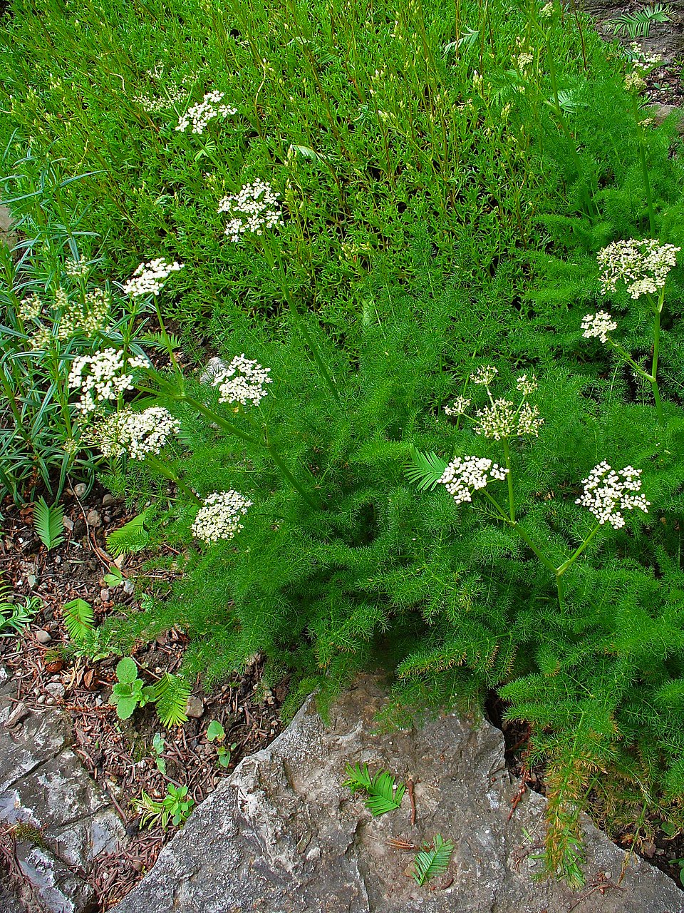 Meum athamanticum (alternate view 9)