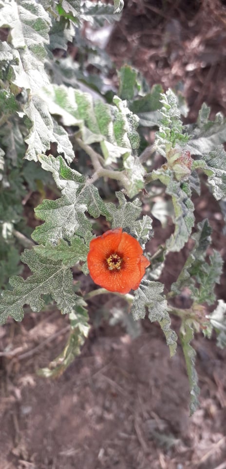 Sphaeralcea (globemallows)