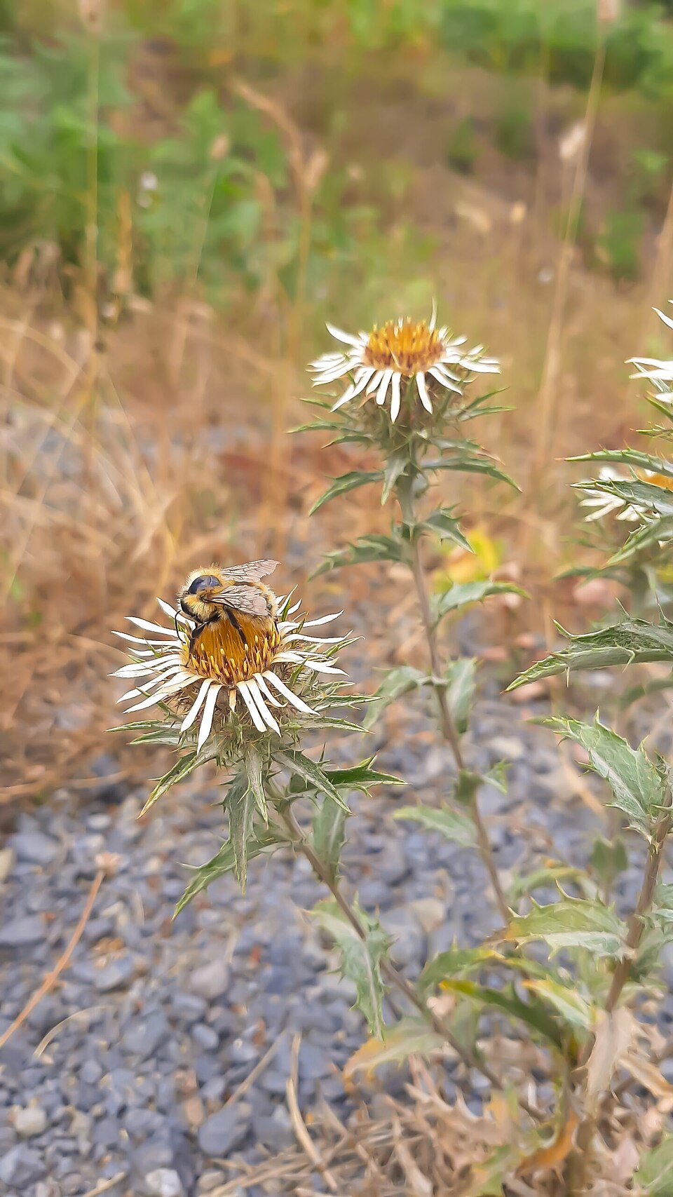 Carlina (Carline Thistles) (alternate view 2)
