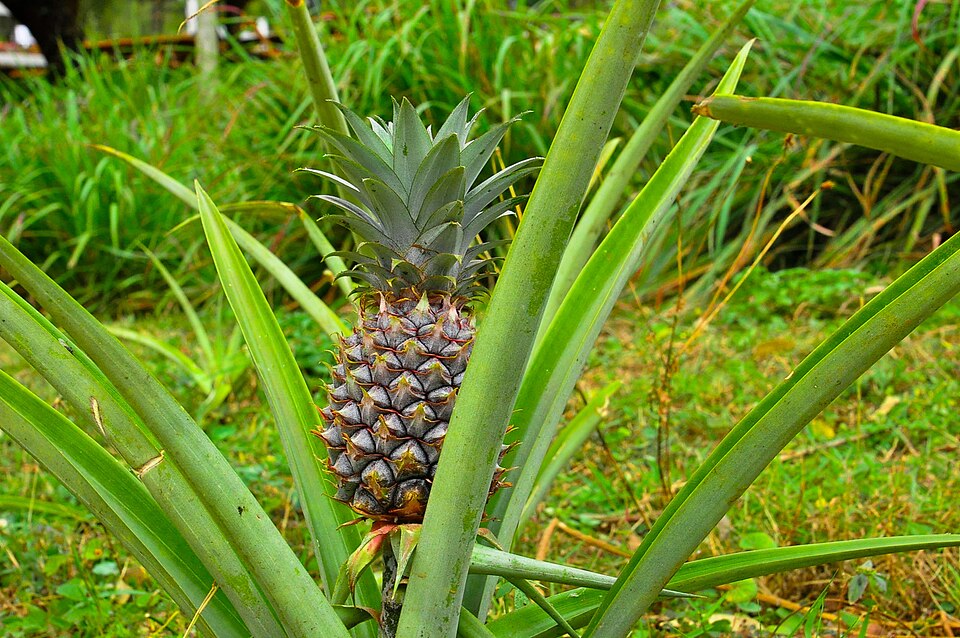 Ananas (alternate view 4)