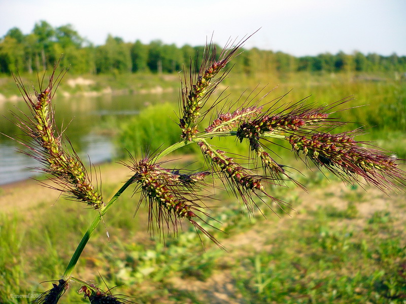 Echinochloa crus-galli (barnyardgrass)