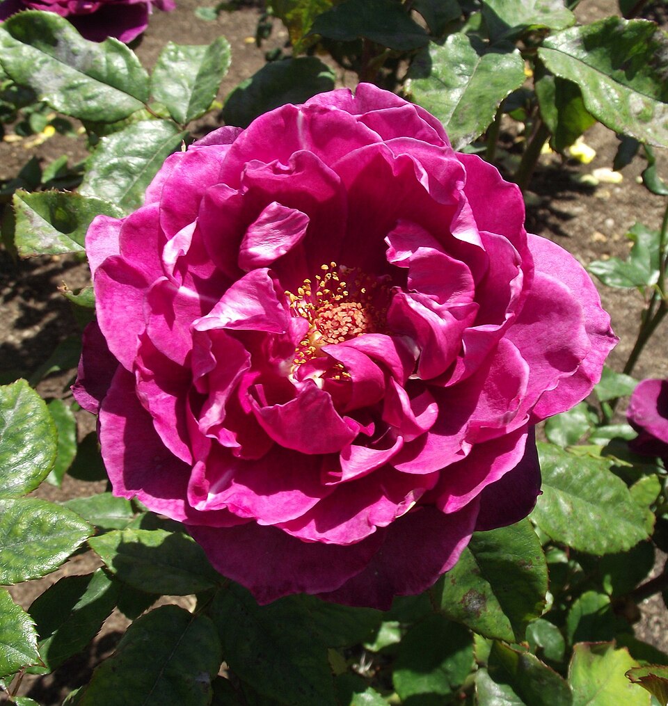 Rosa 'Intrigue' (Intrigue Rose)