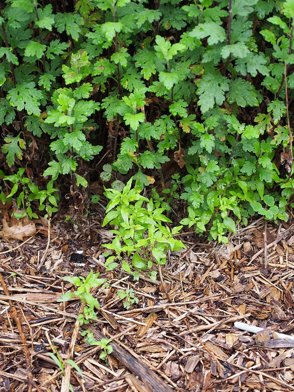 Parietaria pensylvanica (Pennsylvania pellitory) (alternate view 8)