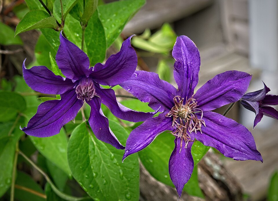 Clematis × 'Sapphire Indigo' (Sapphire Indigo Clematis) (alternate view 2)