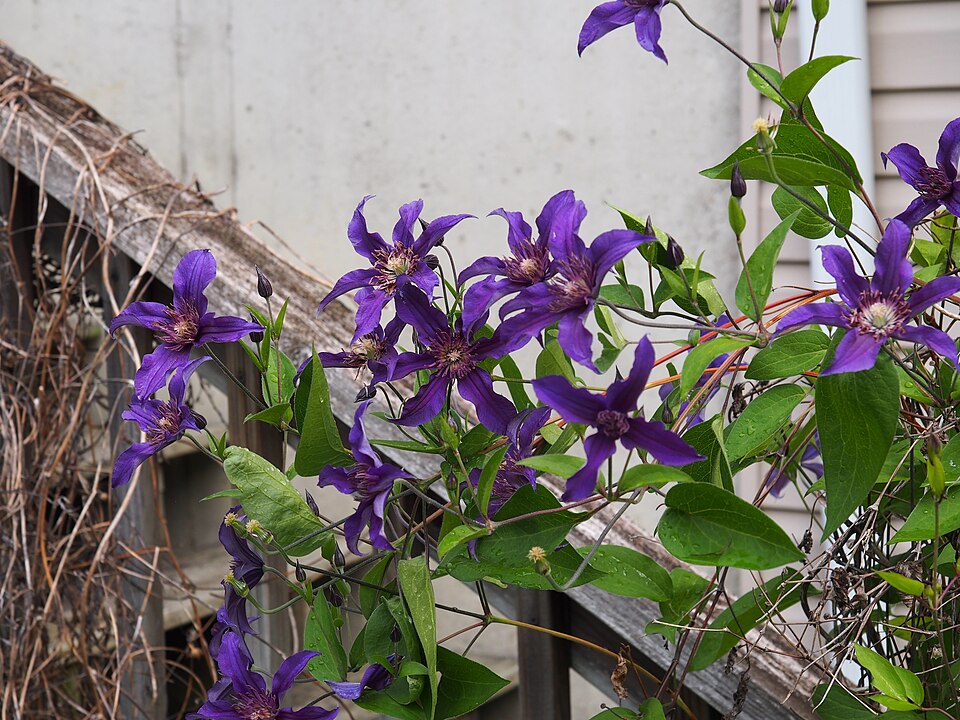 Clematis × 'Sapphire Indigo' (Sapphire Indigo Clematis) (alternate view 3)