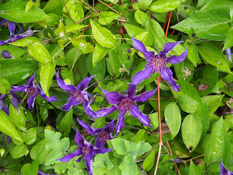 Clematis × 'Sapphire Indigo' (Sapphire Indigo Clematis) (alternate view 4)