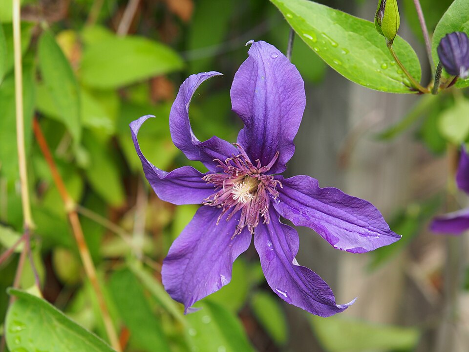 Clematis × 'Sapphire Indigo' (Sapphire Indigo Clematis) (alternate view 5)