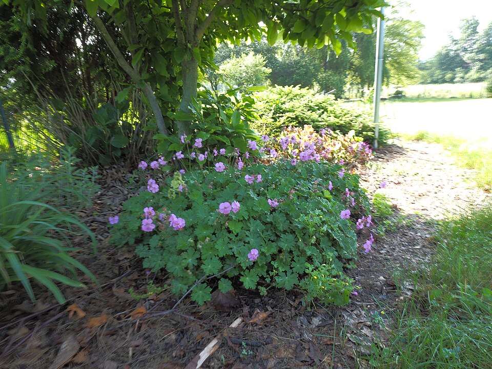 Geranium × cantabrigiense 'Karmina' (Karmina Cambridge Cranesbill) (alternate view 2)