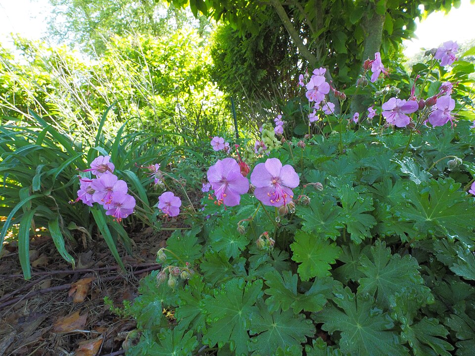Geranium × cantabrigiense 'Karmina' (Karmina Cambridge Cranesbill) (alternate view 3)