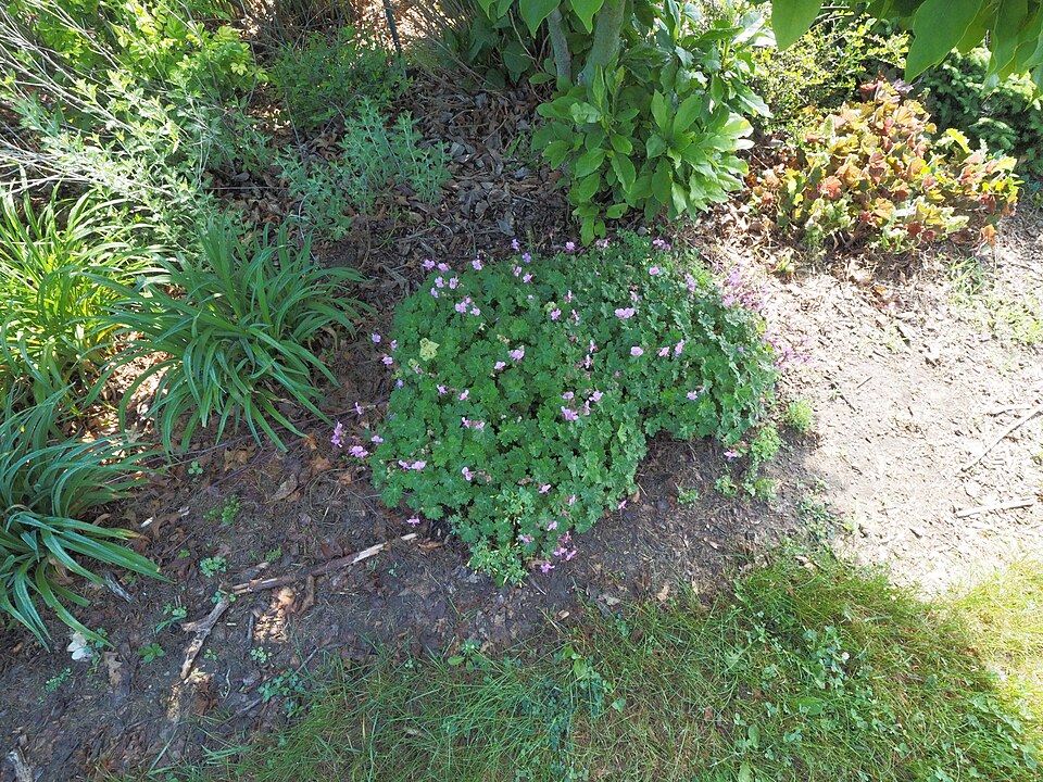 Geranium × cantabrigiense 'Karmina' (Karmina Cambridge Cranesbill) (alternate view 4)