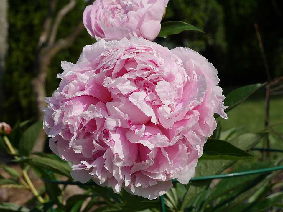 Paeonia lactiflora 'Sarah Bernhardt' (Sarah Bernhardt Peony) (alternate view 5)
