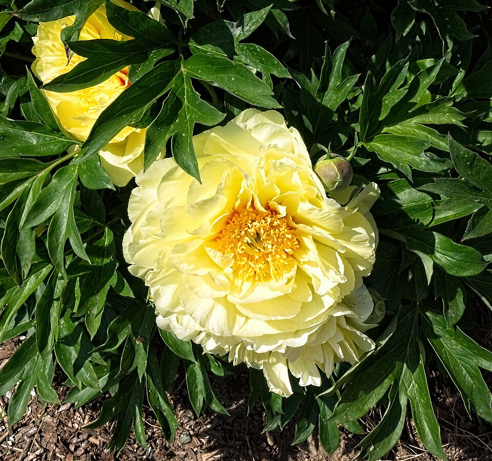Paeonia x 'Bartzella' (Bartzella Peony) (alternate view 3)