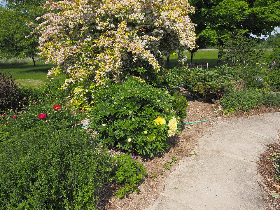 Paeonia x 'Bartzella' (Bartzella Peony) (alternate view 4)