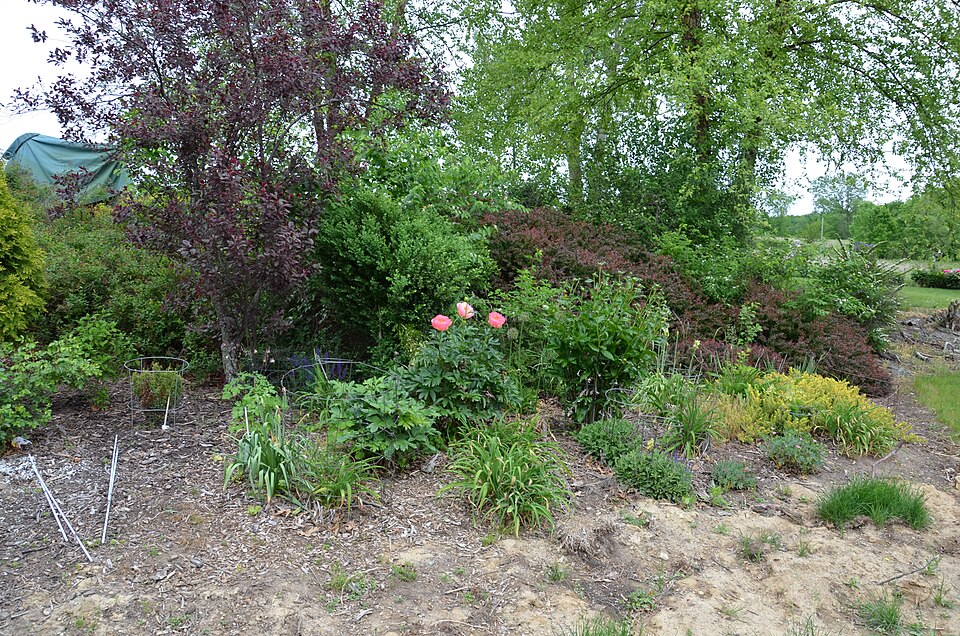 Paeonia 'Coral Sunset' (Coral Sunset Peony) (alternate view 3)