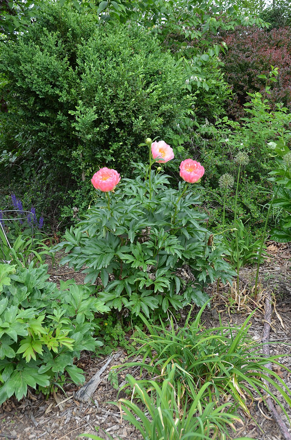 Paeonia 'Coral Sunset' (Coral Sunset Peony) (alternate view 4)