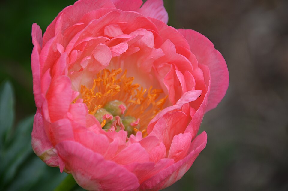 Paeonia 'Coral Sunset' (Coral Sunset Peony) (alternate view 5)